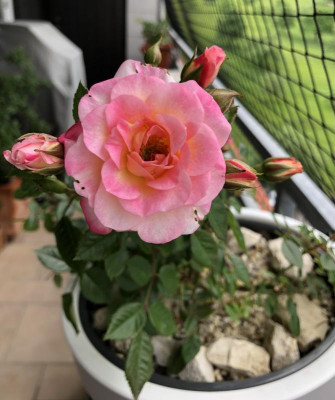 IMG_3858.jpeg