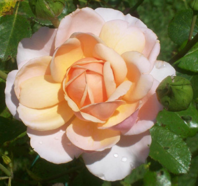 Elizabeth_Stuart_0122k.JPG