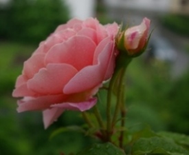 FrancisBlaise_Blute_30.5.08.JPG