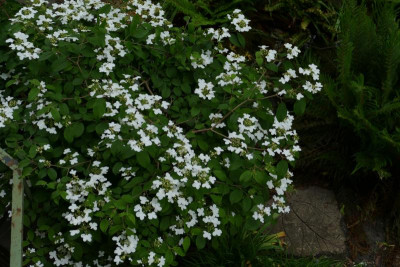 P1100832.JPG