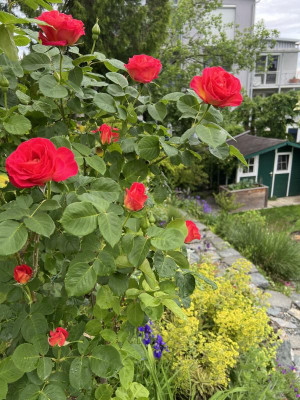 IMG_5276.jpeg