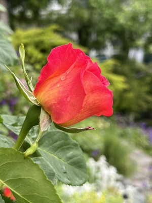 IMG_5278.jpeg