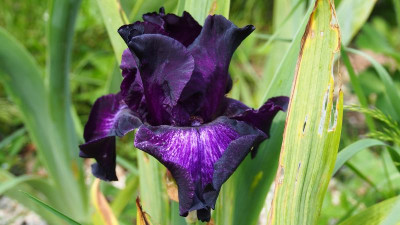 Iris TB Bubble Bubble 2005 Ghio P5280319.JPG