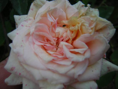 Mme_Gaston_Anouille_07.JPG