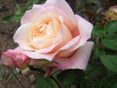 GroenanderungDSCN5678.JPG