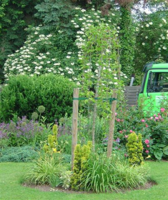 Taxus.jpg
