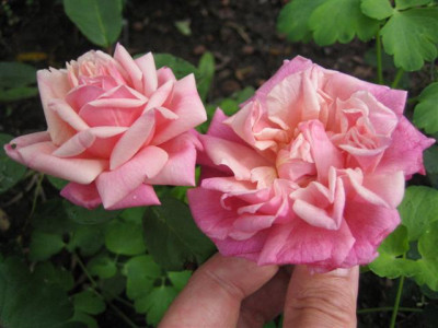 IMG_3408_Small.JPG