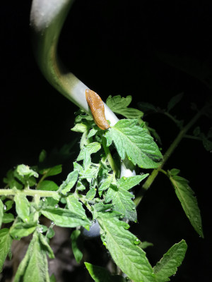 Tomate Nacktschnecke.jpeg