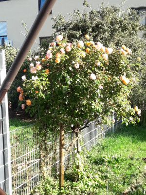 20190919_165429.jpg