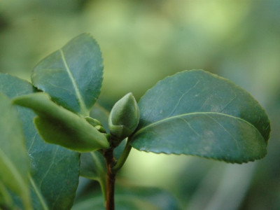 china_clay_knospe.jpg