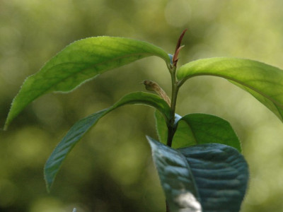 amplexicaulis_austrieb.jpg