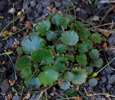 DSC_8602_DxO.jpg