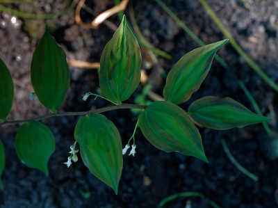 DSC_8598_DxO.jpg