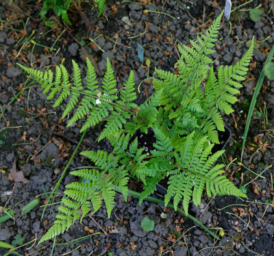 DSC_8596_DxO.jpg