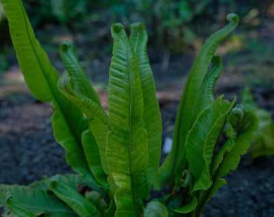 DSC_8605_DxO.jpg
