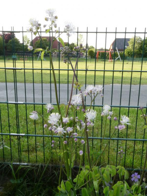 Thalictrum ganz.JPG