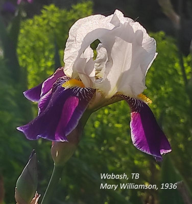 I_Wabash_20240513_183020_B.jpg