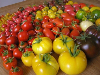 tomatenernte0908.jpg