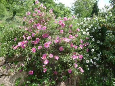 Zistrosenblüte.jpg