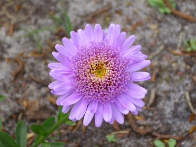 28.Mai_2008_011kl._Aster_alp._Antje_macro_Blute_fortg..JPG