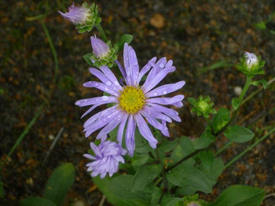 9.August_2008_62kl.25_Aster_amellus_Silbersee_Regentr..JPG