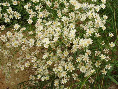 ptarmicoides_ue.jpg
