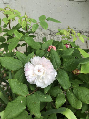 IMG_3847.jpeg