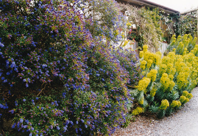 Ceanothus-Trebah-small.jpg