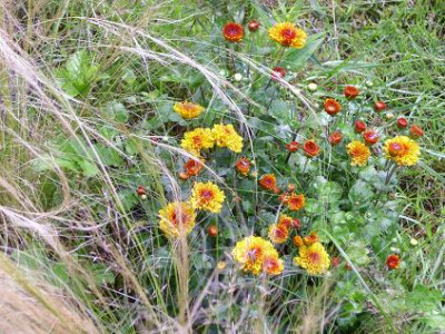 9.August_2008_78kl._Chrys._Bronze_Stipa_ten._links_Chr._rechts.JPG