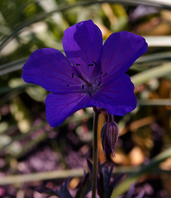DSC01860_DxO.jpg