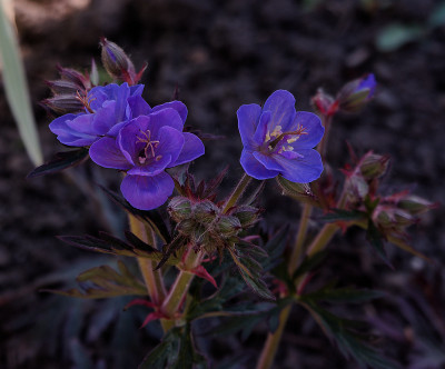 DSC01862_DxO.jpg
