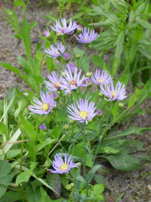 18._Juli_2008_007kl22._Aster_azureus.JPG