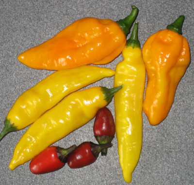 Chili2_1_2_1.jpg
