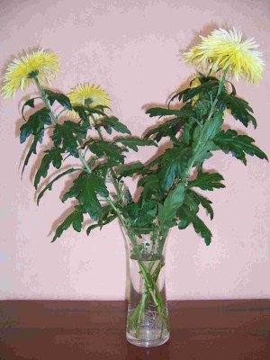 Blume_mit_Wurzeln_reduziert.jpg