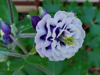Aquilegia blau-weiß.jpg