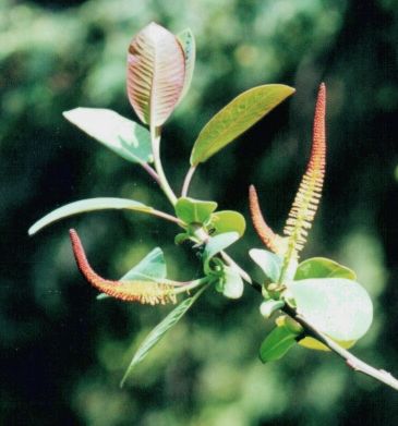 Salix_magnifica_Bot_Garten_Mu.jpg