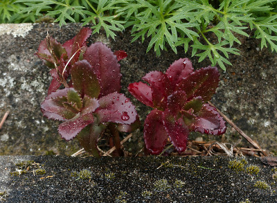 DSC01873_DxO.jpg