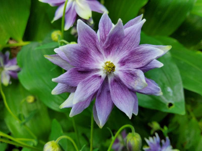Aquilegia vor Eiben rechts.jpg