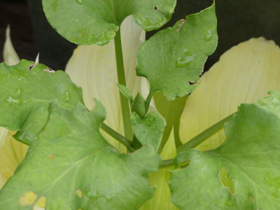 2024-05-16 Cardiocrinum cordata 'Red Form'.jpg