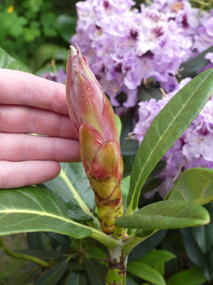 2024-05-16 Rhododendron sinogrande.jpg