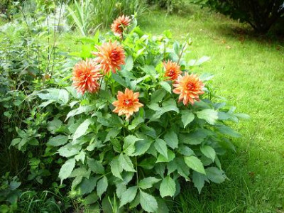 9.August_2008_75kl._Dahlia_Orange_World_Pflanze.JPG