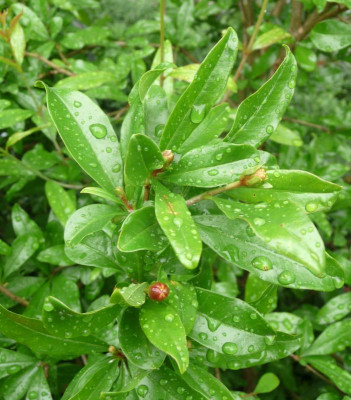 Granatapfel-zweite-Blüte.jpg