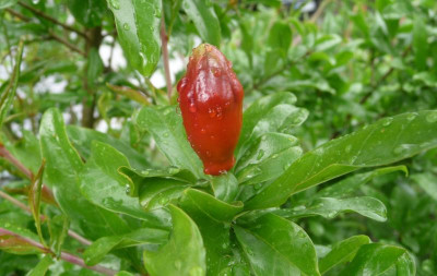 Granatapfelblüte.jpg