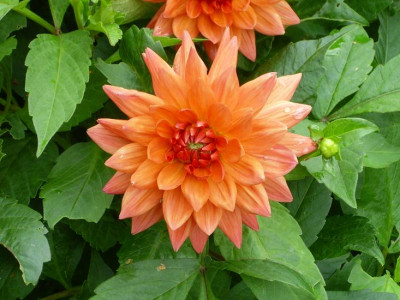 9.August_2008_2kl.26_Dahlia_Orange_World_Einzelbl..JPG