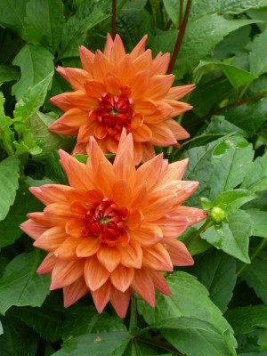 9.August_2008_3kl24._Dahlia_Orange_World_2_Bl.HF.JPG