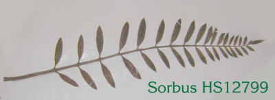 77Sorbus_HS12799.jpg