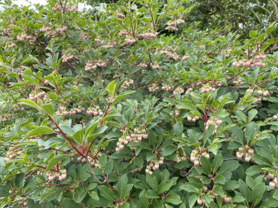 Enkianthus campanulatus April 2024.jpg