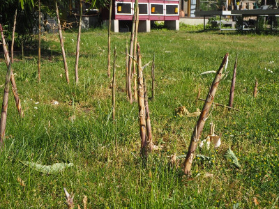 Bambus 17.5.24 ue.JPG