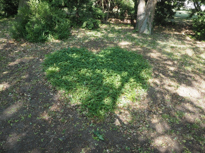 Gierschherz 17.5.24 ue.JPG