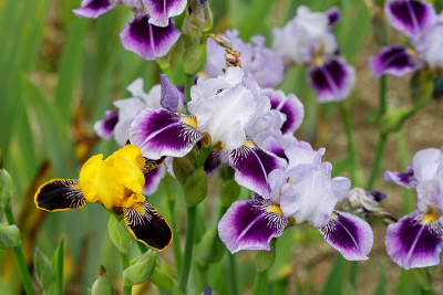 Bumblebee Deelite, Dividing Line # BH.jpg